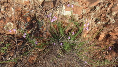 Jamesbrittenia aspalathoides