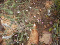 Lachnaea burchellii