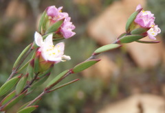 Lachnaea burchellii
