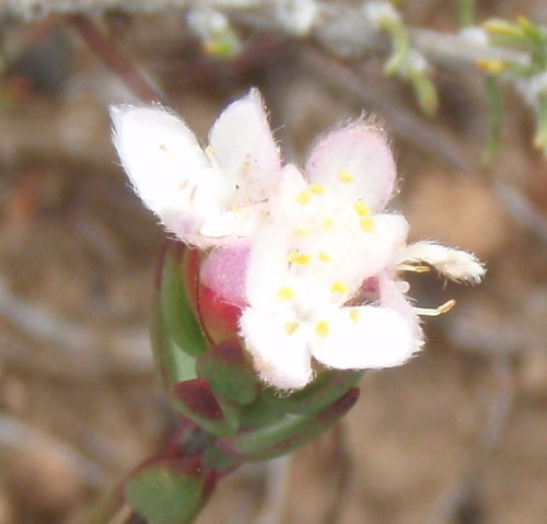 Lachnaea burchellii (Lachnaea burchellii)