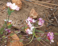 Lachnaea burchellii