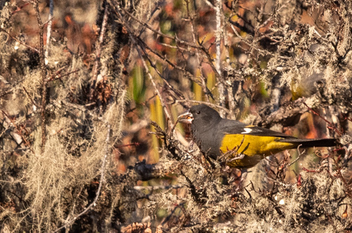White-winged Grosbeak (Mycerobas carnipes), photo 8