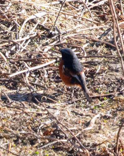 White-throated Redstart (Phoenicurus schisticeps), photo 10
