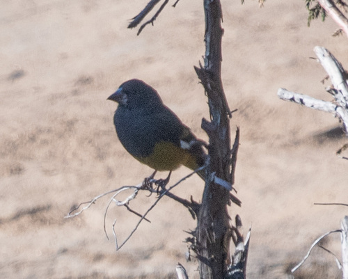 White-winged Grosbeak (Mycerobas carnipes), photo 6
