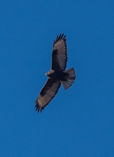 Himalayan Buzzard (Buteo refectus), photo 4