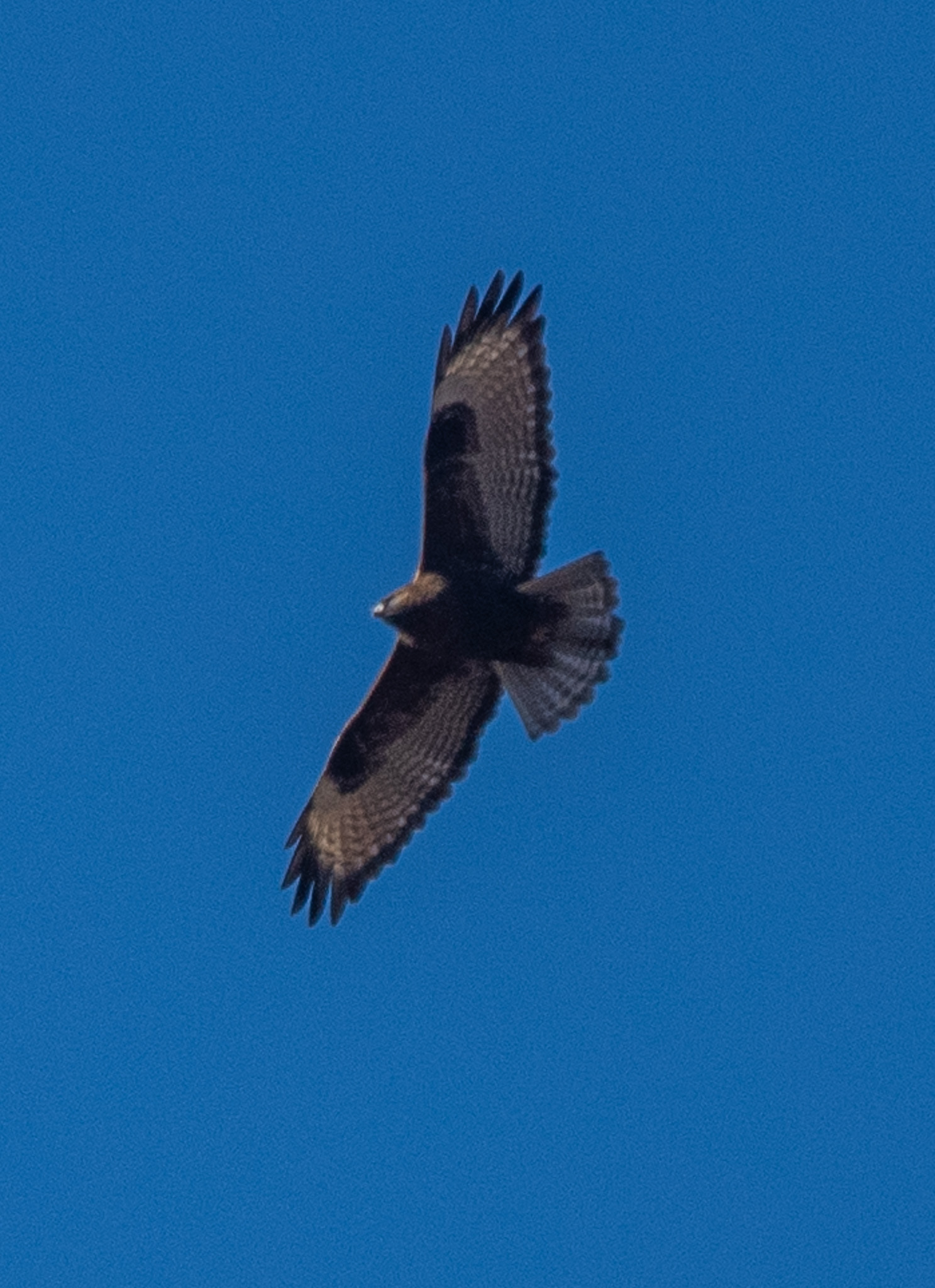 Himalayan Buzzard (Buteo refectus), photo 4