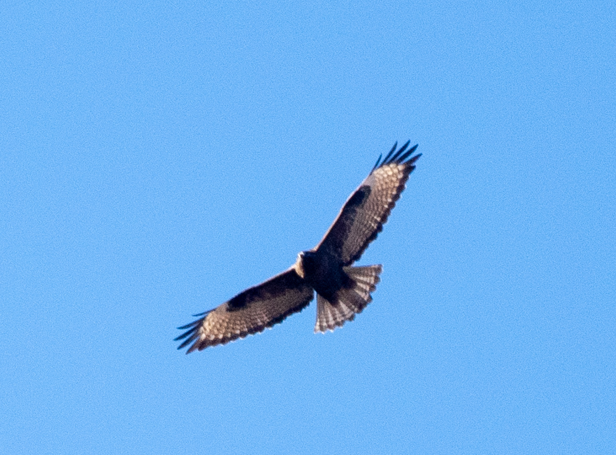 Himalayan Buzzard (Buteo refectus), photo 3