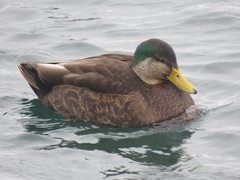 Anas rubripes × platyrhynchos