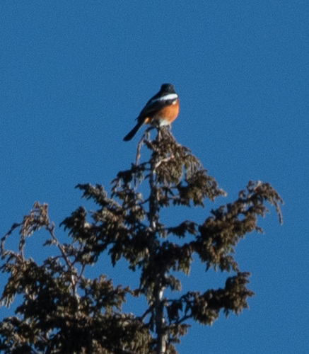 White-throated Redstart (Phoenicurus schisticeps), photo 10