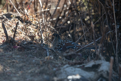 Spotted Laughingthrush (Ianthocincla ocellata), photo 5