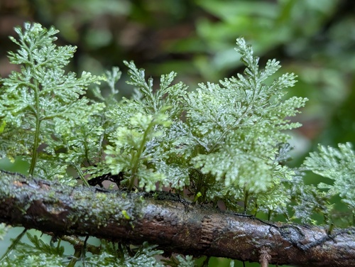 Polyphlebium diaphanum observed 2025-12-23
