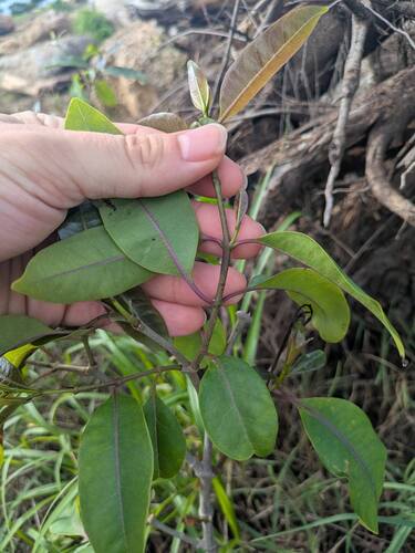 Cryptostegia grandiflora observed 2025-12-27