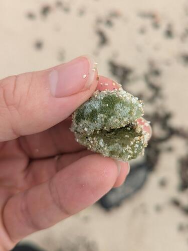 green bubble seaweed (Dictyosphaeria cavernosa)