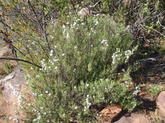 Eriocephalus brevifolius