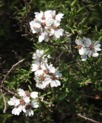 Eriocephalus brevifolius