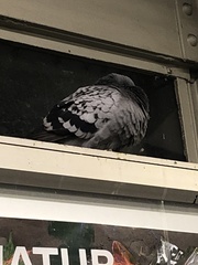 Columba livia domestica