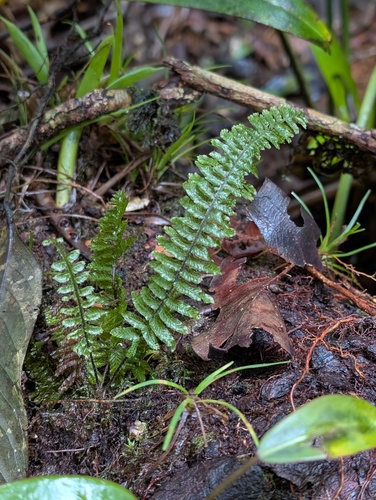 Trichomanes crispum observed 2025-12-23