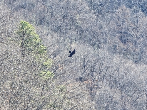 Common Raven photographed in South Carolina