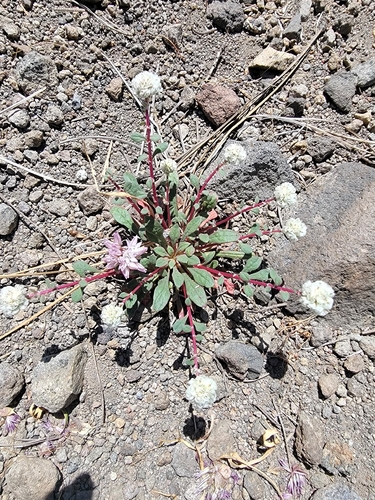 One-seeded Pussypaws (Calyptridium monospermum)