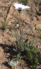 Dimorphotheca nudicaulis