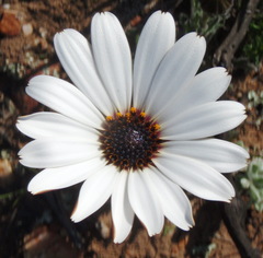 Dimorphotheca nudicaulis