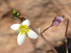 Heliophila pendula