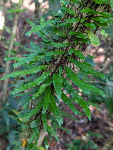 Microgramma heterophylla, photograph 1
