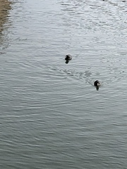 Fulica atra