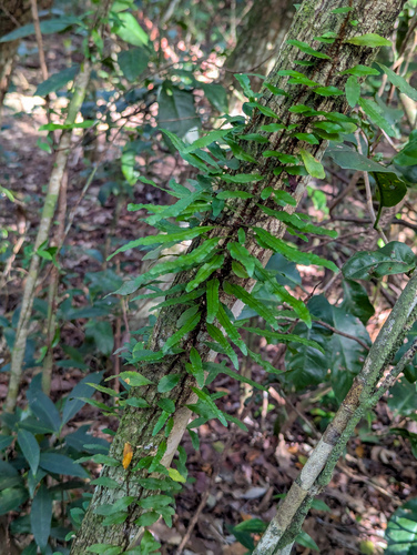 Microgramma heterophylla, photograph 2