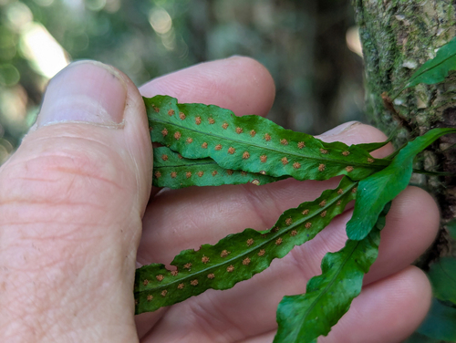 Microgramma heterophylla, photograph 3