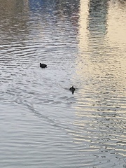 Fulica atra