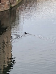 Phalacrocorax carbo
