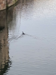 Phalacrocorax carbo