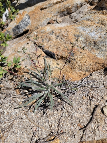 Sierra mousetail (Ivesia santolinoides)