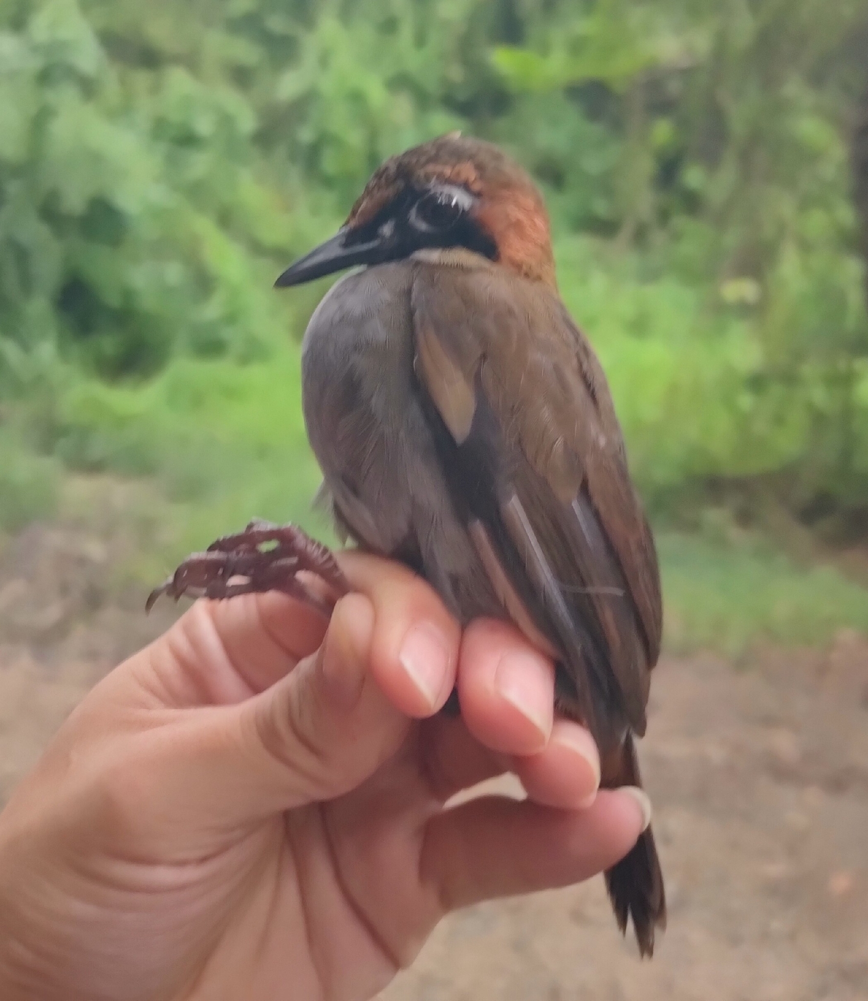 Black-faced Antthrush (Formicarius analis), photo 5