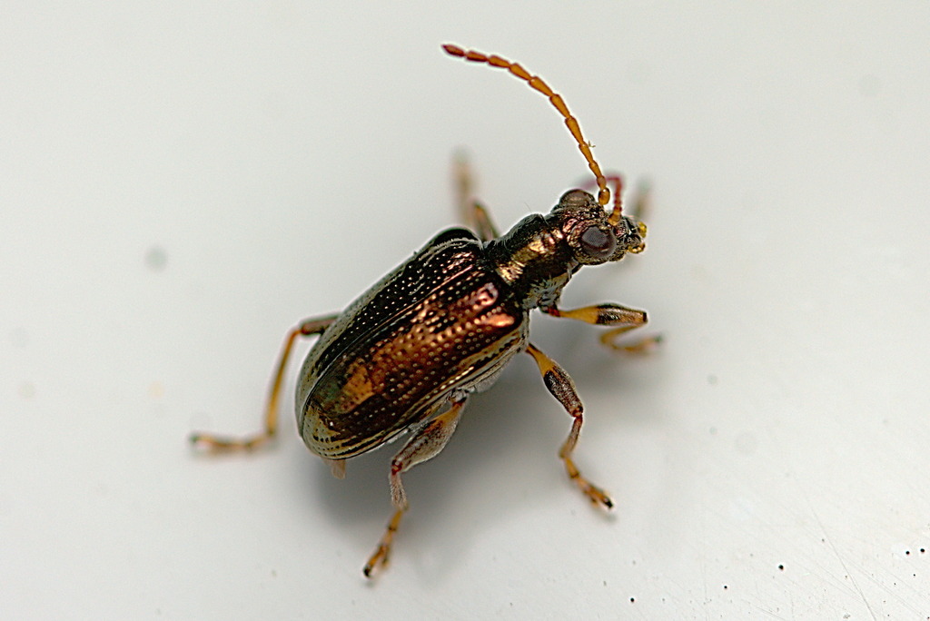 Tradescantia leaf beetle