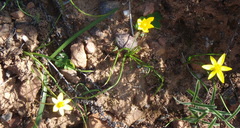 Pauridia trifurcillata