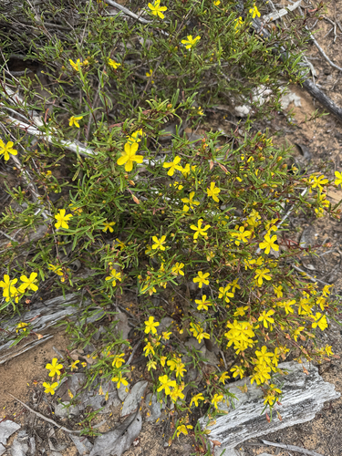 Stalked Guinea Flower (Hibbertia racemosa)