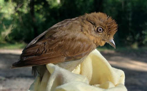 Russet-winged Schiffornis (Schiffornis stenorhyncha), photo 6