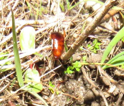 iNaturalist observation photo of Western Wood Cockroach