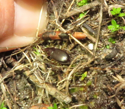 iNaturalist observation photo of Red-collared Harp Ground Beetle