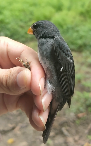 Slate-colored Seedeater (Sporophila schistacea), photo 8