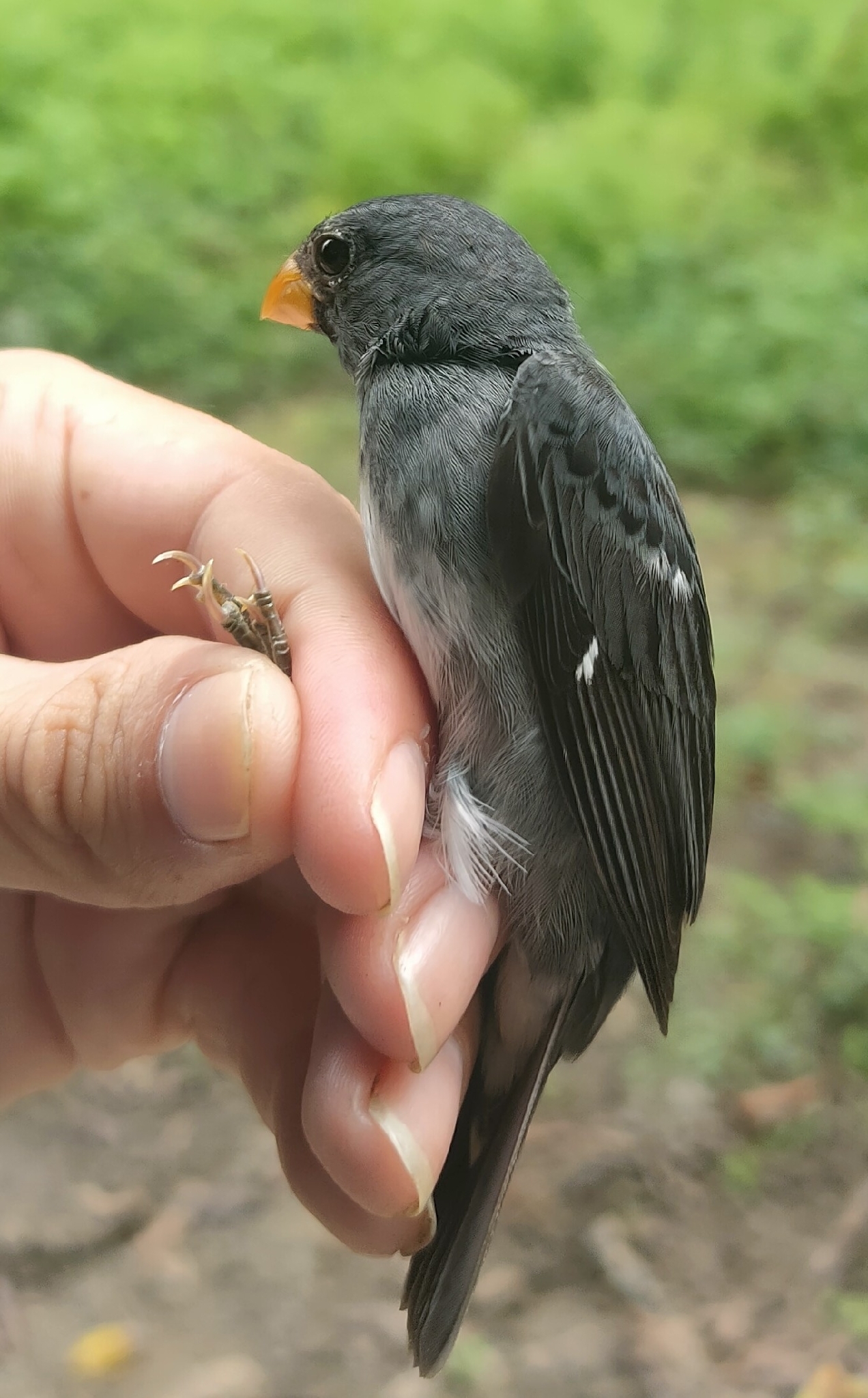 Slate-colored Seedeater (Sporophila schistacea), photo 9