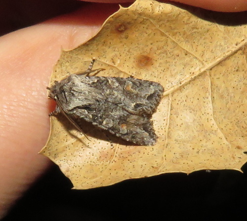 iNaturalist observation photo of Egira hiemalis