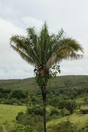 Attalea
