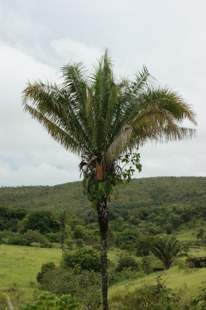 Attalea