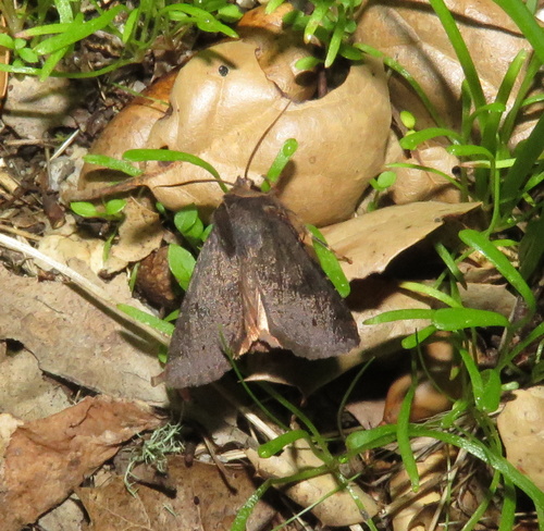 iNaturalist observation photo of Butterflies and Moths