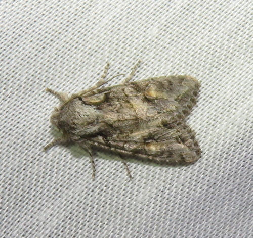 iNaturalist observation photo of Butterflies and Moths