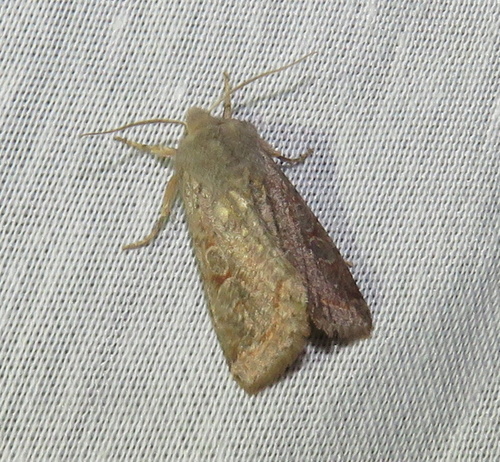 iNaturalist observation photo of Butterflies and Moths