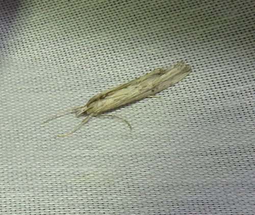 iNaturalist observation photo of Butterflies and Moths